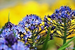 Scilla peruviana