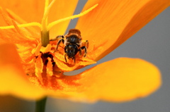 ７年前の花と虫達ー２