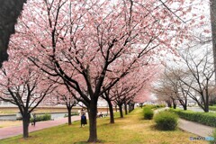 春のうららの隅田川～ⅶ