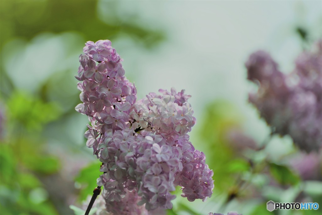 恋の芽生え。