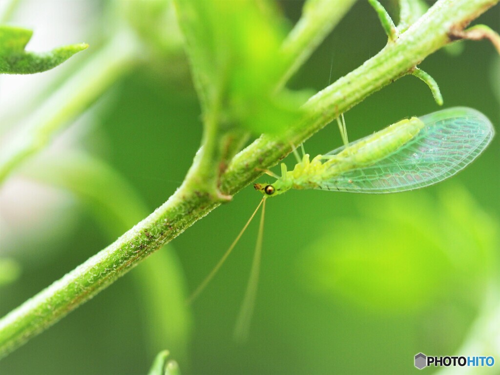 薄翅蜉蝣