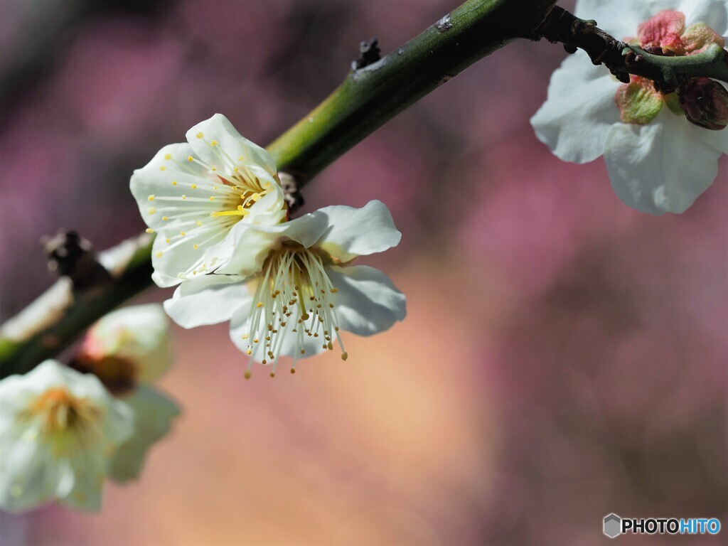 梅華～ⅰ