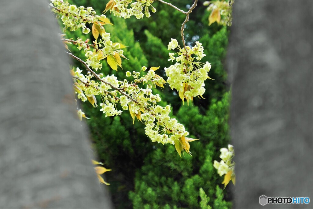 汐入八重桜 御衣黄