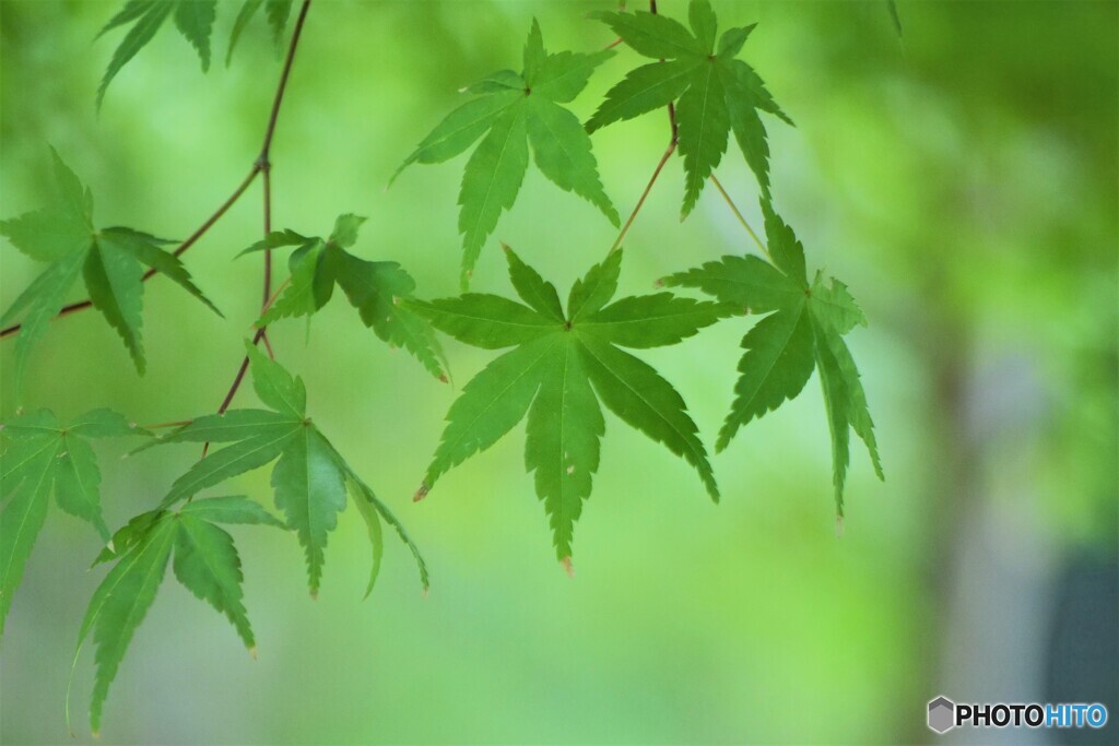 秋への扉