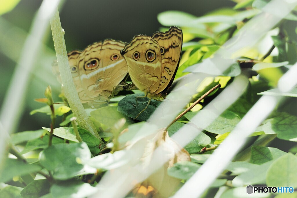 試し撮りの生物園～ⅵ