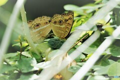 試し撮りの生物園～ⅵ