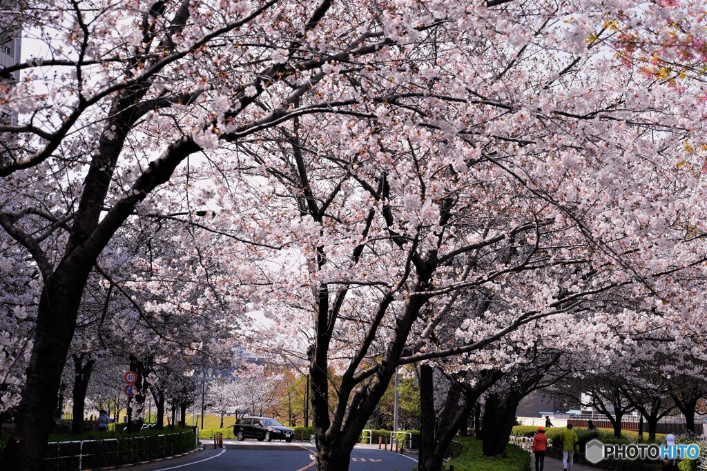 自粛の桜並木～①