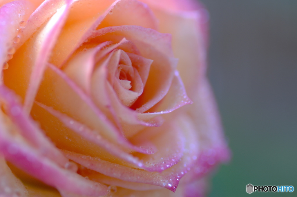 雫、薔薇