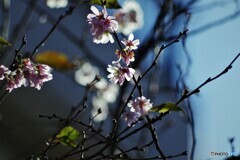 神無月に咲く桜