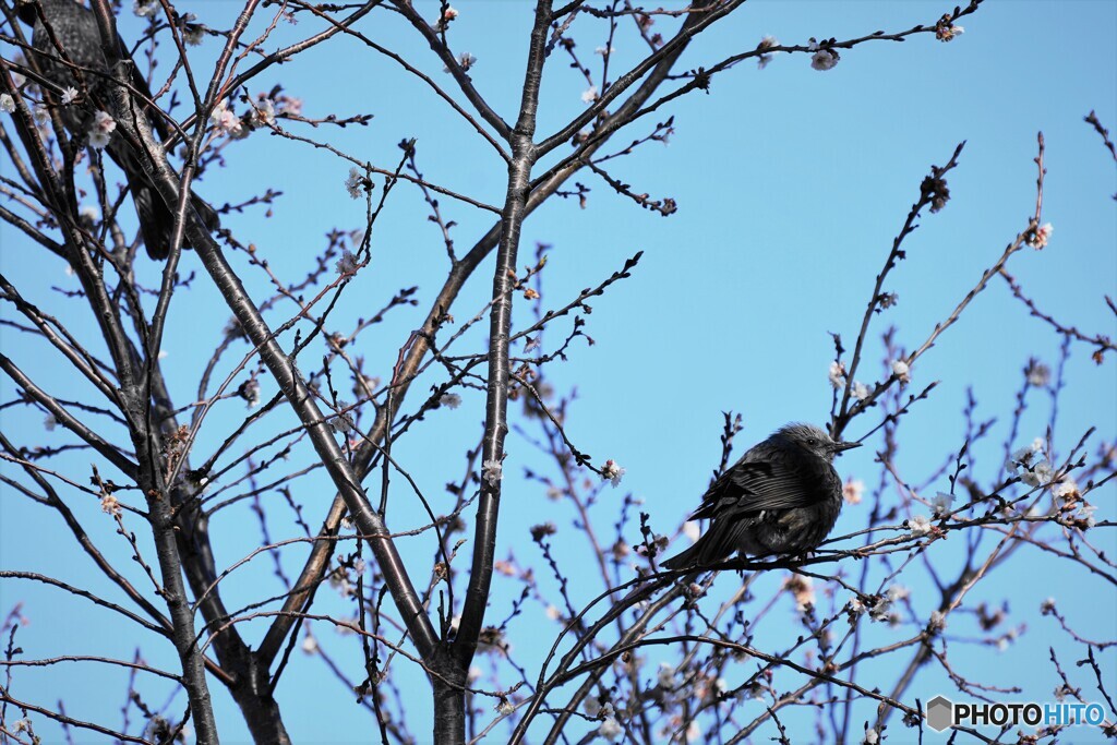 河津桜の開花待つ