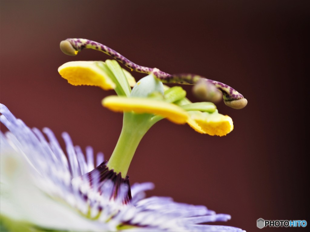 Passiflora caerulea‘Clear Sky’