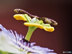 Passiflora caerulea‘Clear Sky’