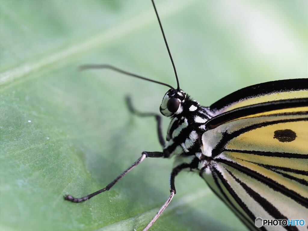 年末の生物園～顔Ⓓ