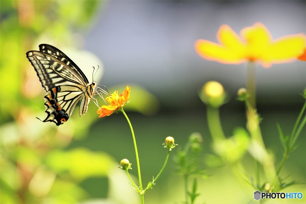 アゲハ４作～ⅱ