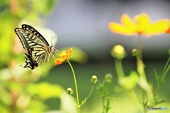 アゲハ４作～ⅱ