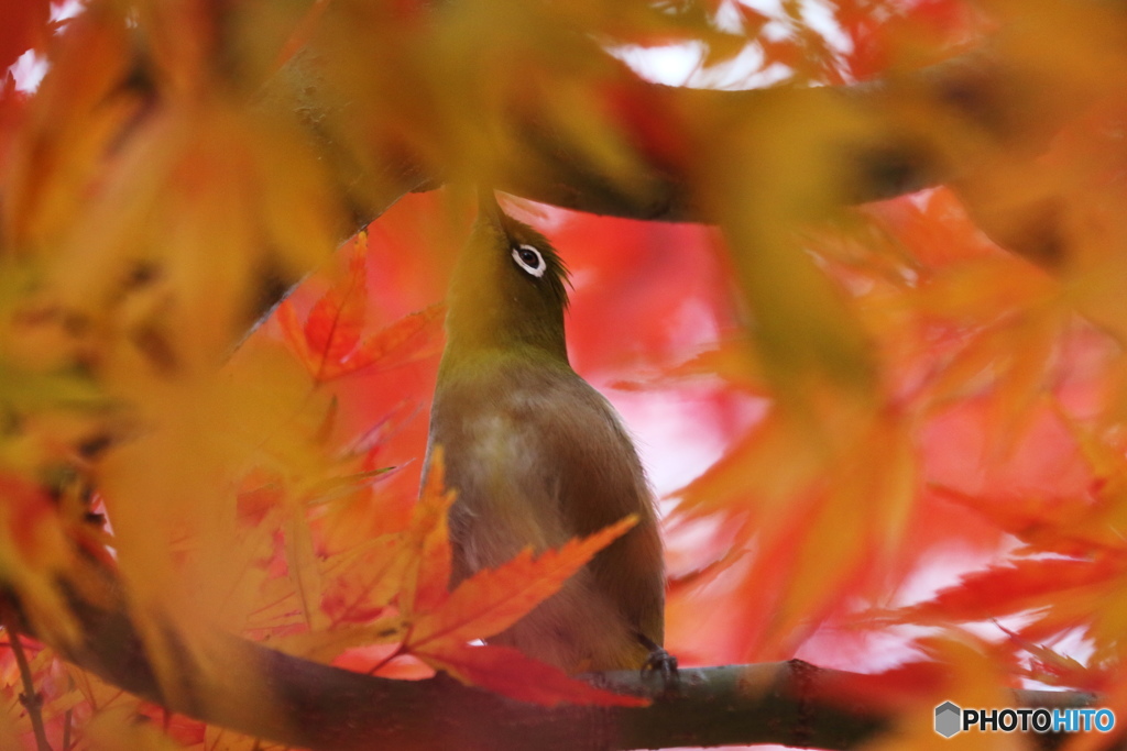 紅の中で。
