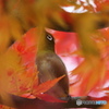 紅の中で。