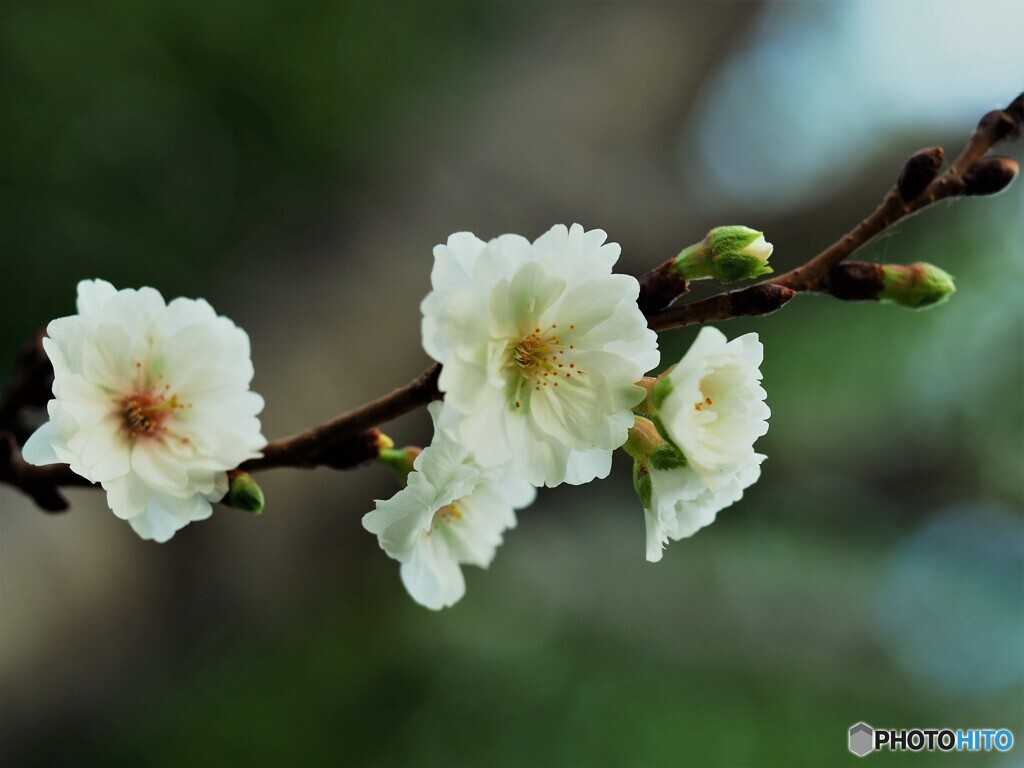 子福桜