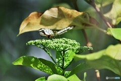 試し撮りの生物園②～ⅲ