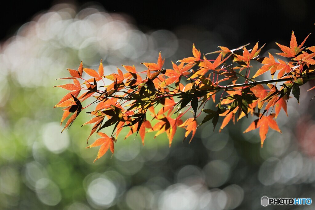 紅輝～⑥