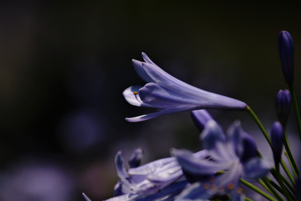 紫君子蘭、、、。
