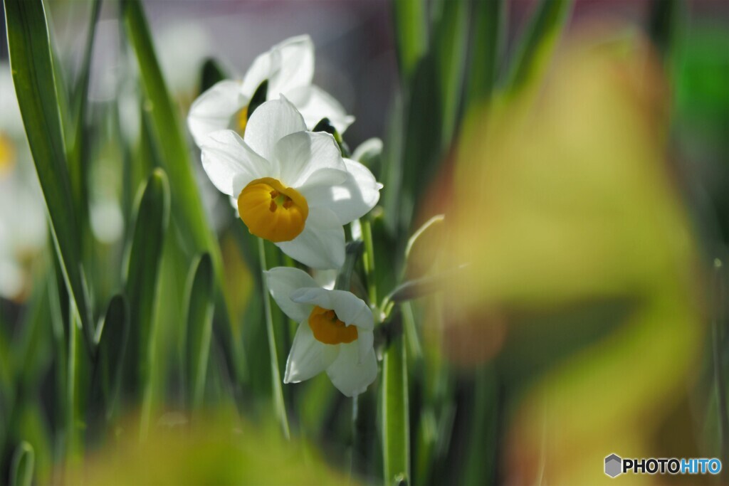 花だより～ⅹ