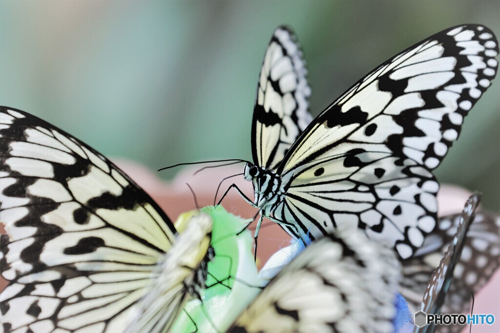 年末の生物園～ⅶ