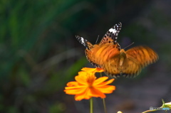 ツマグロヒョウモンの舞－15