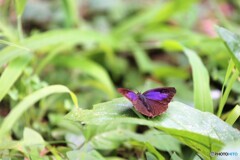 紫燕
