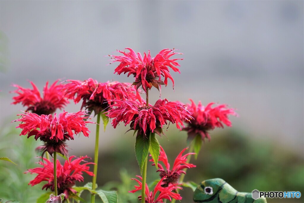 Monarda didyma