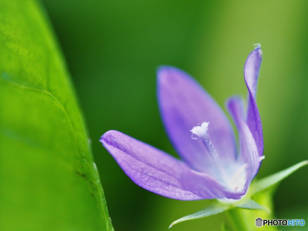 雛桔梗