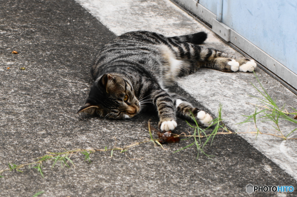 セミと遊ぶ