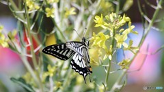 希望へのはばたき、、、ⅱ