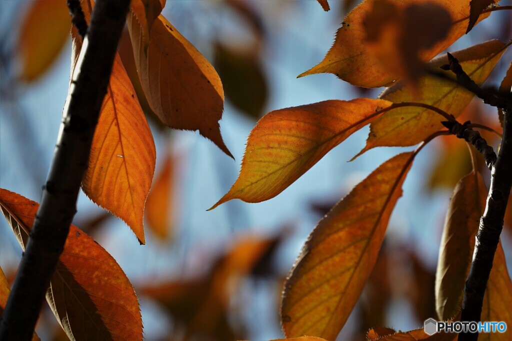 桜の紅葉～江戸