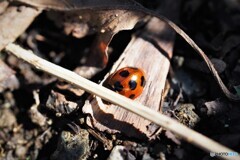 恥ずかしがりの七星。