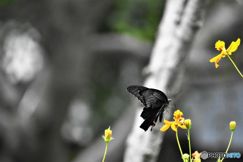 黒背景の黒、、、。