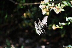 追いかけっこ～ⅱ