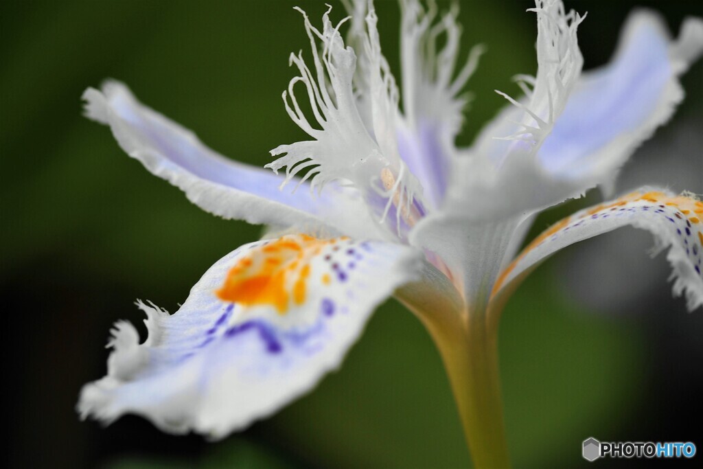 胡蝶花