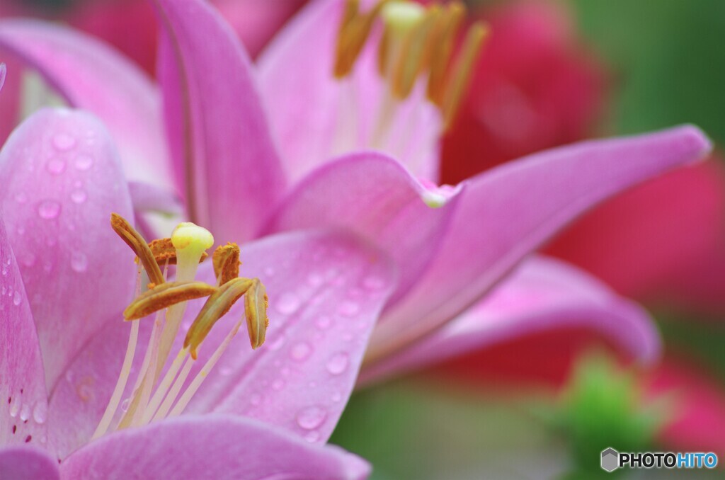 雨の日の花達～③