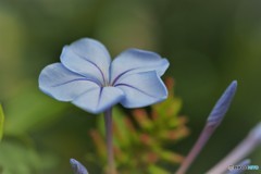 ひそかな情熱。