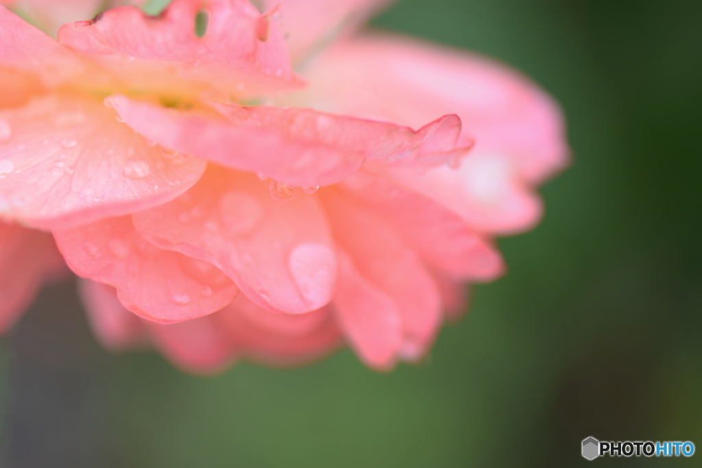 薔薇の涙。