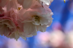 桜いろいろー５