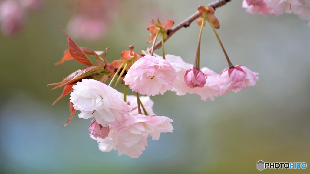 平成最後を咲く桜達～lx