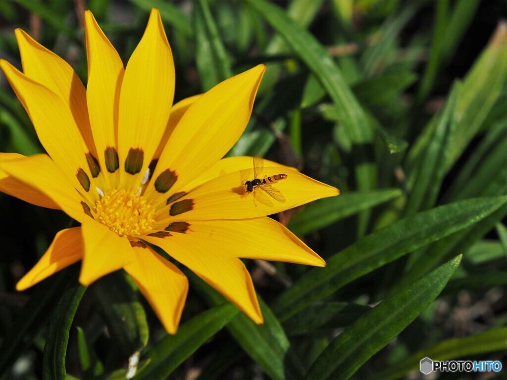 勲章菊