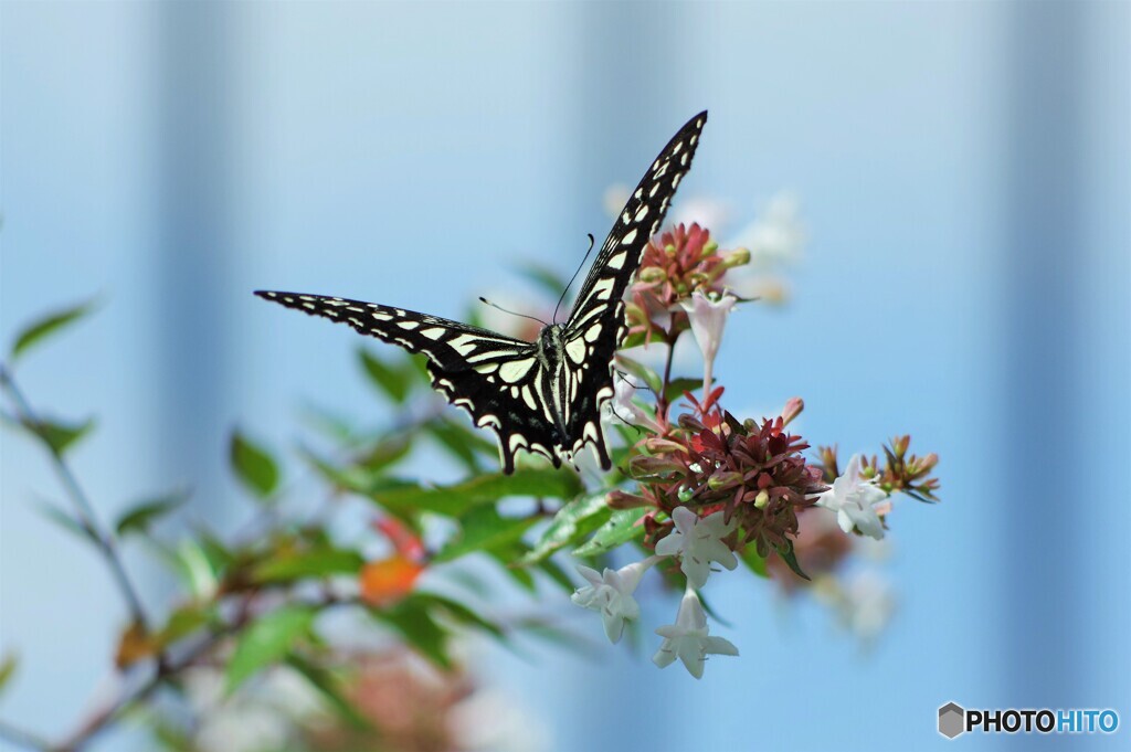 長月の蝶達～ⅲ