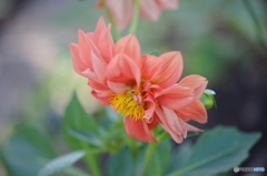 神無月花ー３