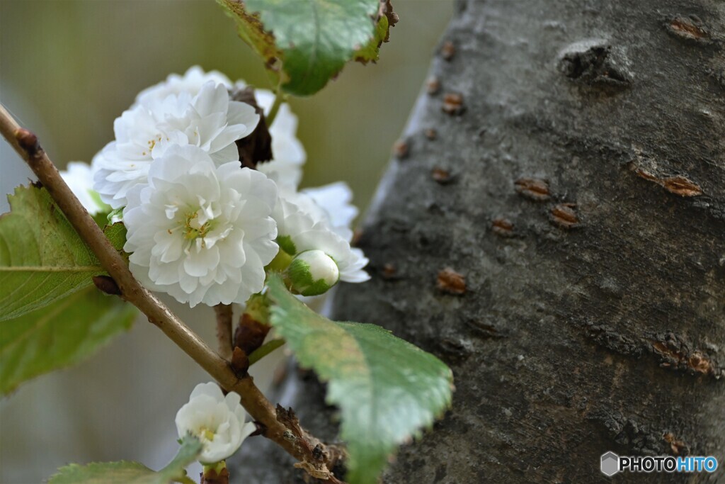 秋の桜