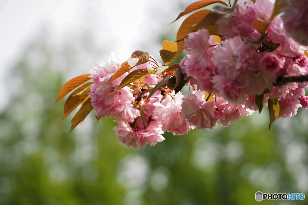 名残り惜しき八重桜～ⅱ