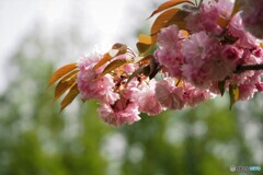 名残り惜しき八重桜～ⅱ