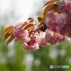 名残り惜しき八重桜～ⅱ